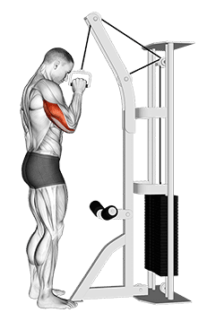 Cable One Arm Tricep Pushdown exercise demonstration