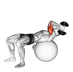 Dumbbell One Arm French Press on Exercise Ball exercise demonstration for Upper Arms, Dumbbell