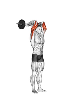 EZ Bar Standing French Press exercise demonstration