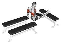 Weighted Three Bench Dips exercise demonstration for Triceps, and Upper Arms, Weighted