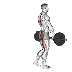 Barbell Single Leg Deadlift exercise demonstration for Hips, Barbell
