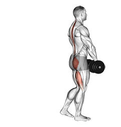 Dumbbell Single Leg Deadlift exercise demonstration for Hips, Dumbbell