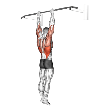 Shoulder Grip Pull-up exercise demonstration for Back, Body weight