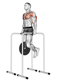 Weighted Triceps Dip on High Parallel Bars exercise demonstration