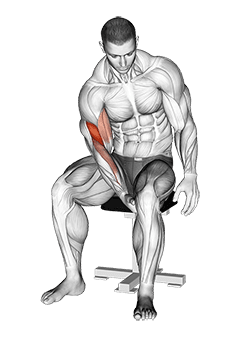 Biceps Leg Concentration Curl exercise demonstration for Biceps, and Upper Arms, Body weight