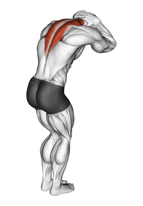 Trap and Neck Stretch exercise demonstration for Back, Body weight
