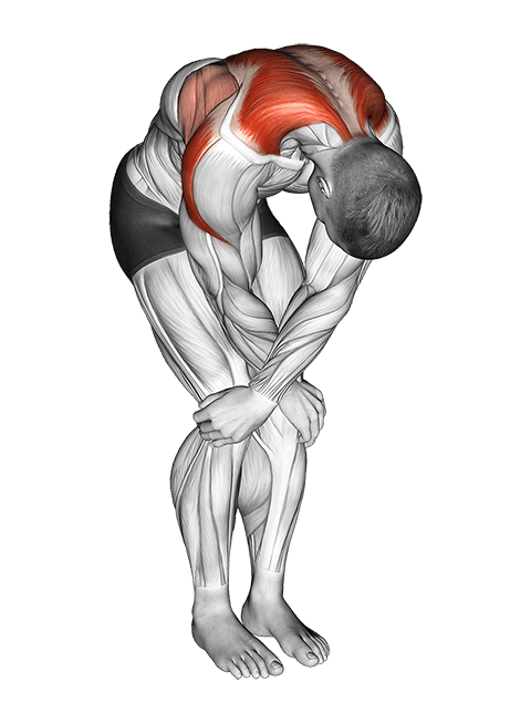 Cross over shoulder stretch exercise demonstration for Back, Body weight