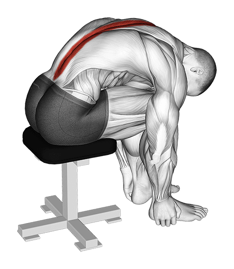 Sitting Lower Trunk Extensor Stretch exercise demonstration for Back, Body weight