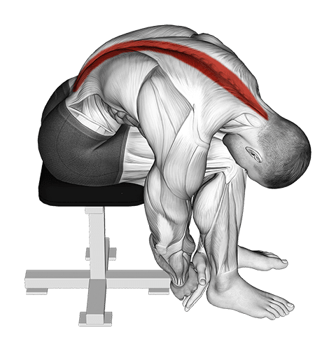 Seated Lower Trunk Extensor Lateral Flexor Stretch exercise demonstration for Back, Body weight