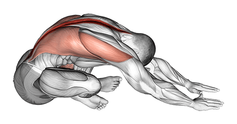 Sitting Crossed Legged Reach Forward Stretch exercise demonstration for Back, Body weight
