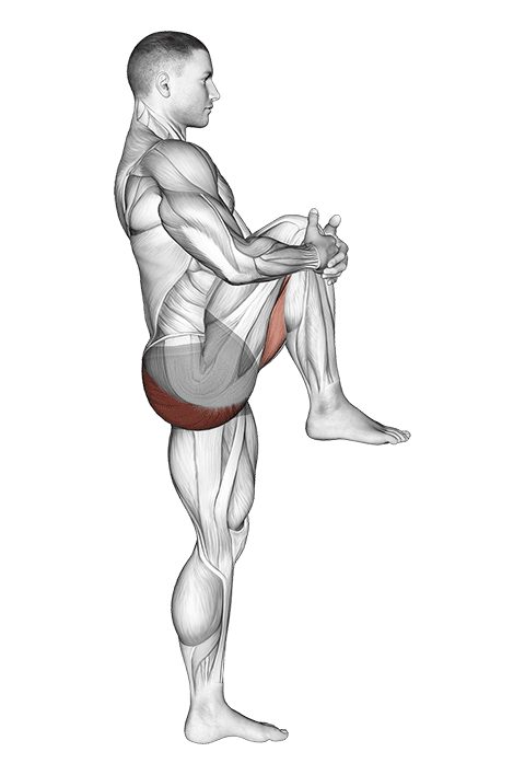 Standing Knee To Chest Stretch exercise demonstration for Hips, Body weight