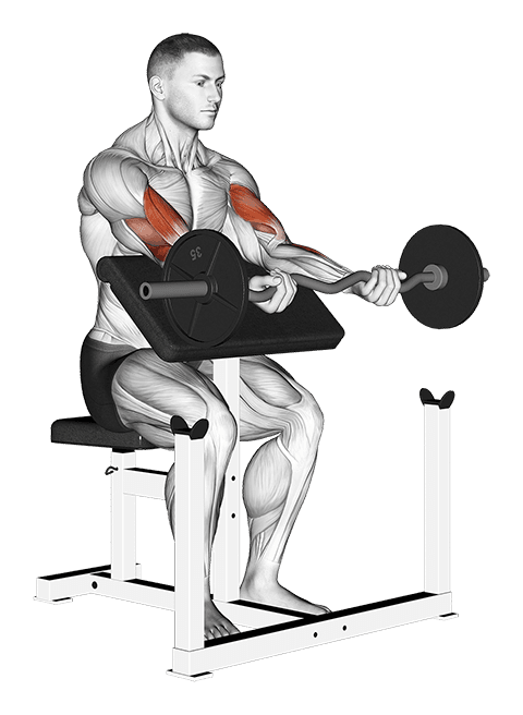 Ez Bar Preacher Arms Stretch exercise demonstration for Upper Arms, EZ Barbell
