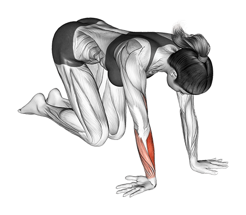 Wrist Ulnar Deviator And Extensor Stretch exercise demonstration for Forearms, Body weight