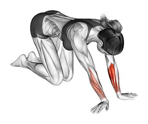 Wrist Radial Deviator And Flexor Stretch exercise demonstration for Forearms, Body weight