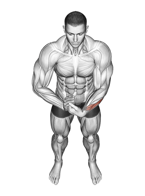 Finger Extensor Stretch exercise demonstration for Forearms, Body weight