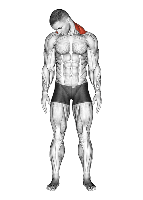 Diagonal Flexion Neck Stretch exercise demonstration for Neck, Body weight