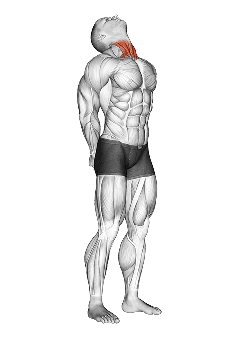 Neck Extension Stretch exercise demonstration for Neck, Body weight