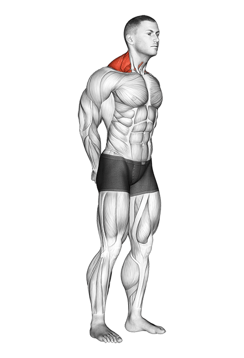 Neck Protraction Stretch exercise demonstration for Neck, Body weight