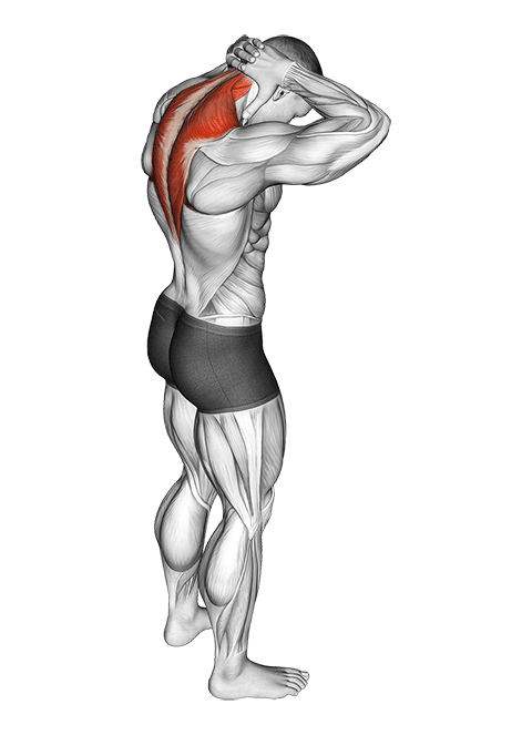 Neck Extensor Stretch exercise demonstration for Back, Body weight