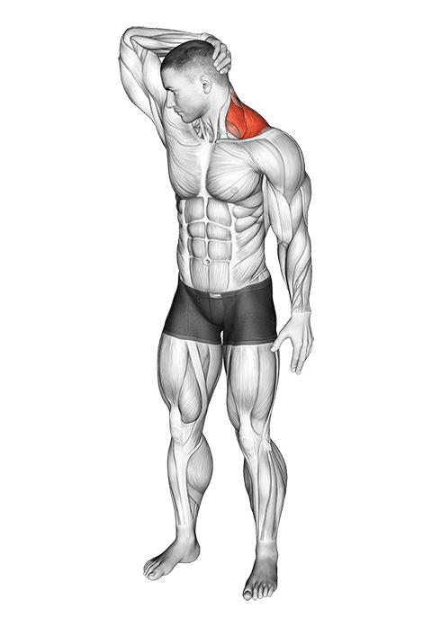 Neck Extensor And Rotational Stretch exercise demonstration for Neck, Body weight