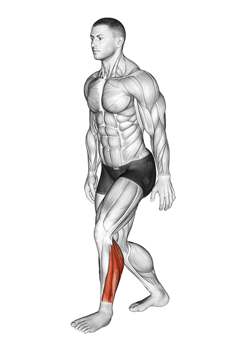 Standing Heel Back Achilles Stretch exercise demonstration for Calves, Body weight