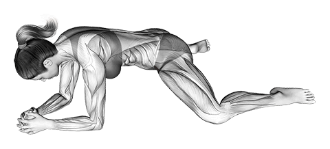 Kneeling Face Down Adductor Stretch exercise demonstration for Hips, Body weight