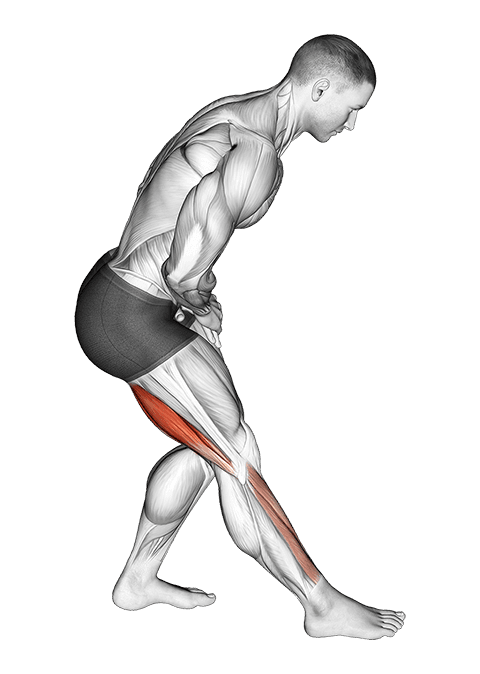 Standing Toe Down Hamstring Stretch exercise demonstration