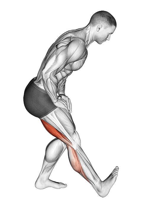 Standing Toe Up Hamstring Stretch exercise demonstration