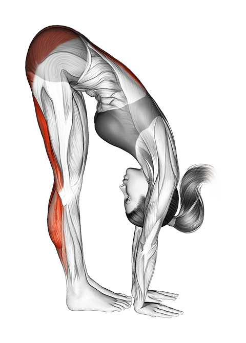 Standing Reach Down Hamstring Stretch exercise demonstration for Hamstrings, and Thighs, Body weight