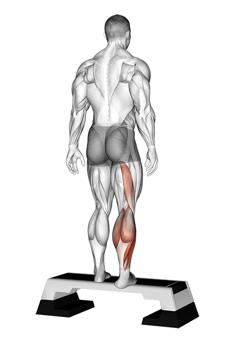 Plantar Flexor And Foot Everter Stretch exercise demonstration for Calves, Body weight