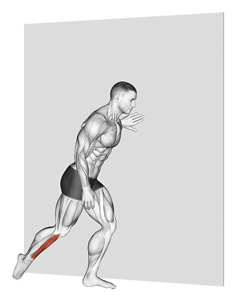 Standing Shin Stretch exercise demonstration for Calves, Body weight