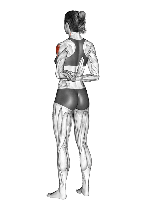 One Arm Shoulder Flexor Stretch exercise demonstration