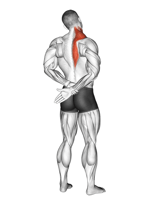Adduction Of Arm In Back Stretch exercise demonstration for Back, Body weight