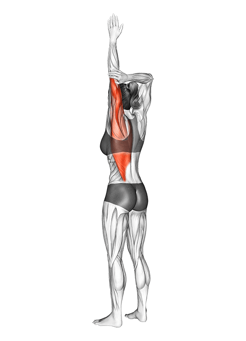 Shoulder Adductor Elevator And Protractor Stretch exercise demonstration