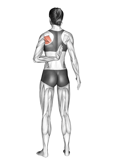 Reaching Up Shoulder Stretch exercise demonstration for Back, Body weight