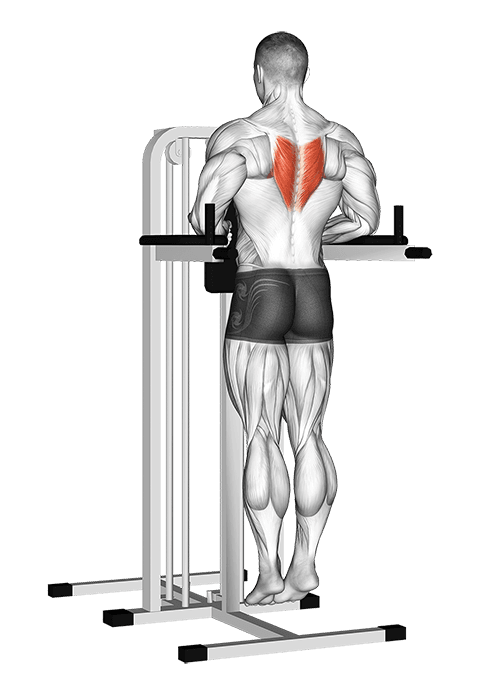 Depression In Parallel Bars Stretch exercise demonstration for Back, Body weight