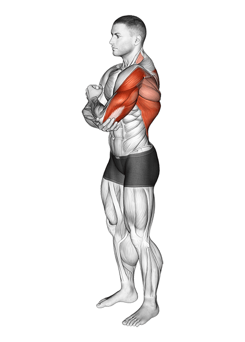 Shoulder Adductor Protractor And Elevator Stretch exercise demonstration