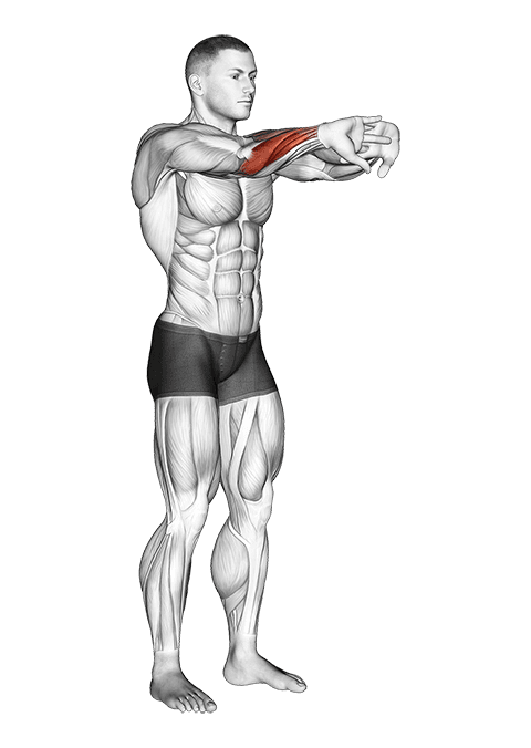 Palms Out Forearm Stretch exercise demonstration for Forearms, Body weight