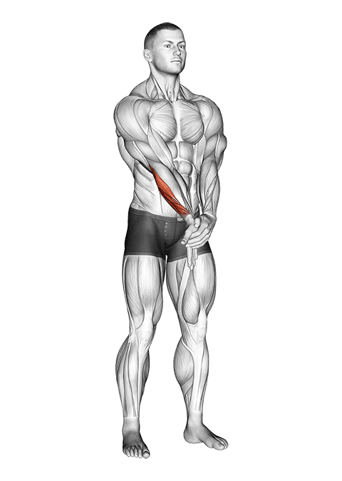 Adduction Hand With Elbow Extended Stretch exercise demonstration for Forearms, Body weight