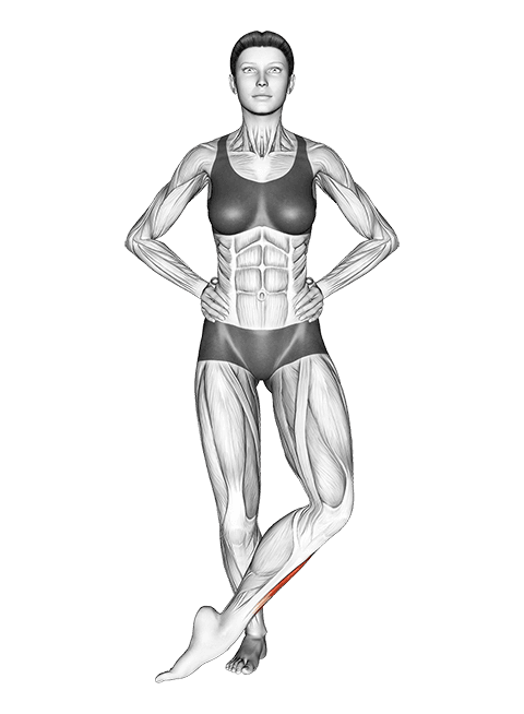 Front Cross Over Shin Stretch exercise demonstration for Calves, Body weight