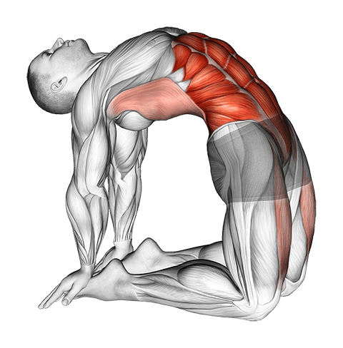 Hip Extension On Knees exercise demonstration for Back, and Hips, and Waist, Body weight