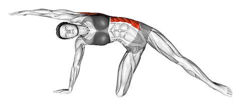 Lateral Bend On Floor By Kneeing exercise demonstration for Waist, Body weight