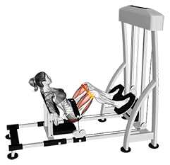 Lever Hip Thrust With Resistance Band exercise demonstration