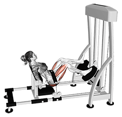 Lever Single Leg Hip Thrust exercise demonstration