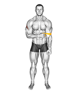 Resistance Band External Rotation exercise demonstration