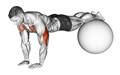 Narrow Push-Up on Exercise Ball exercise demonstration