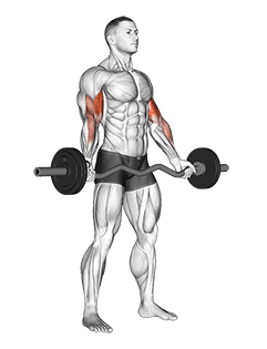 EZ-Barbell Standing Wide Grip Biceps Curl exercise demonstration