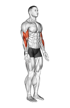 Elbow - Flexion - Articulations exercise demonstration for Upper Arms, Body weight