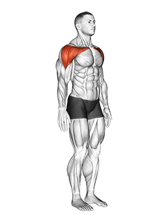 Shoulder - Abduction - Articulations exercise demonstration