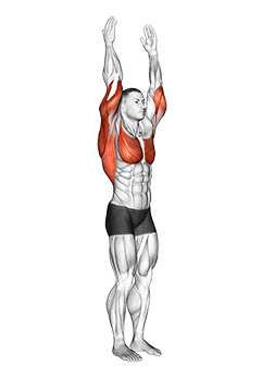Shoulder - Extension - Articulations exercise demonstration